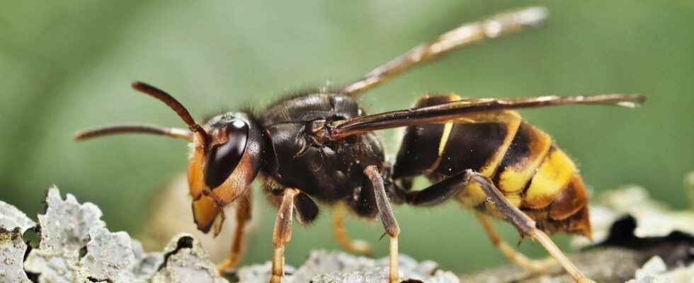 What threats does the Asian hornet represent in France