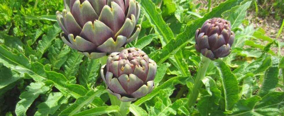 When and how to plant the artichoke