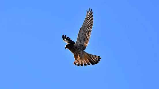 Will there be a bird of prey park in Bunschoten