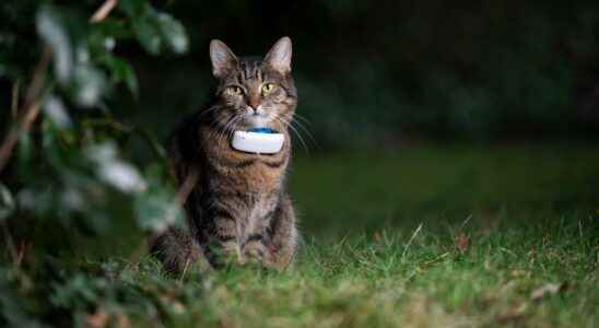 A connected cat collar allows the gendarmes to find a