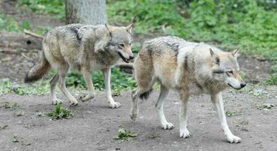 A new litter of wolf cubs has been born in