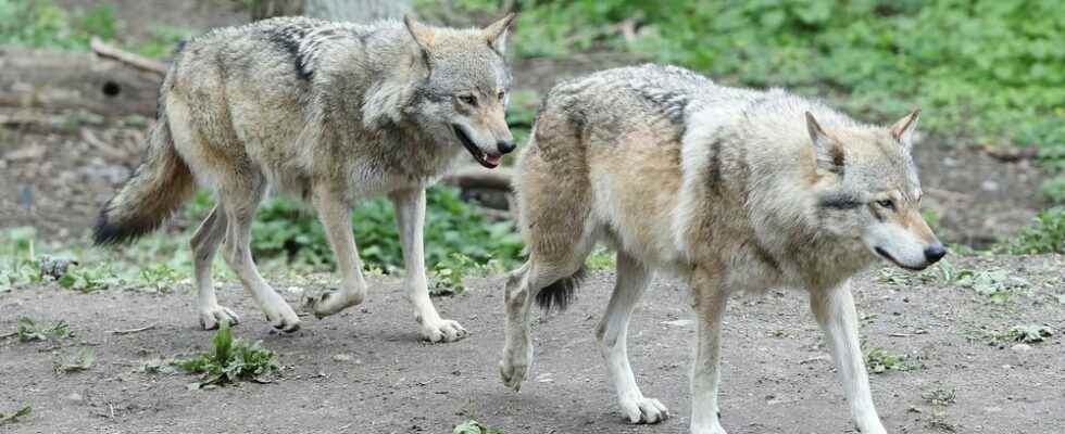 A new litter of wolf cubs has been born in