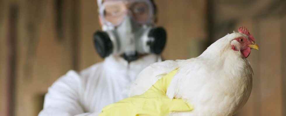 Avian flu first human case confirmed in the United States