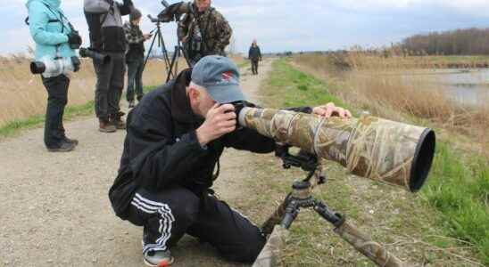 Birders flock to Thedford sewage lagoons for rare shorebird sighting