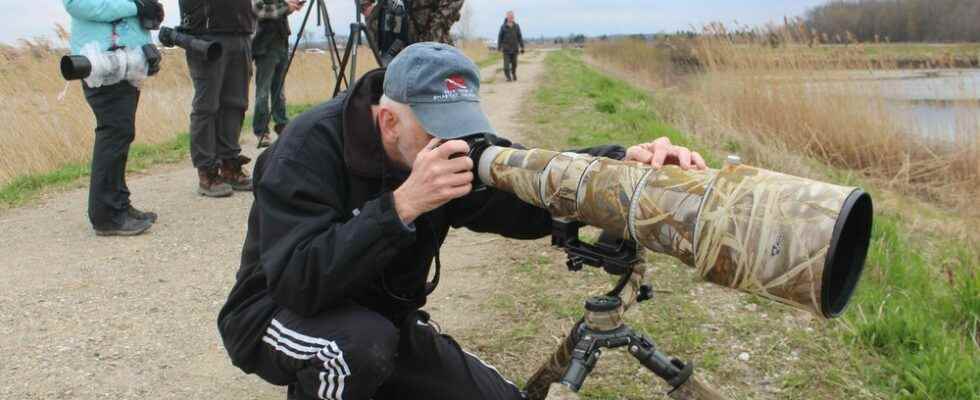 Birders flock to Thedford sewage lagoons for rare shorebird sighting