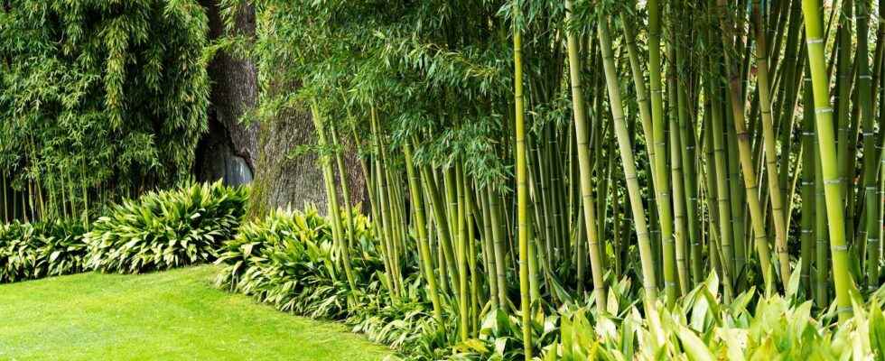 Can I grow non invasive bamboo