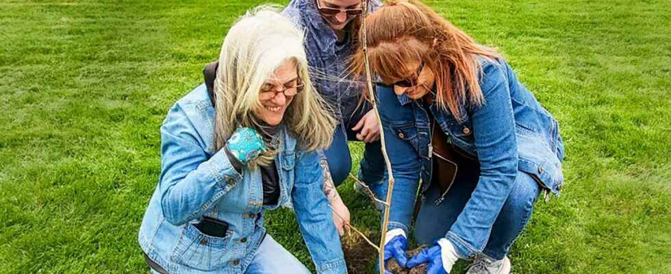 Chatham cannabis producer AgMedica planting trees