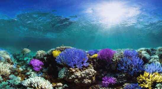 Corals turn sunscreen into poison