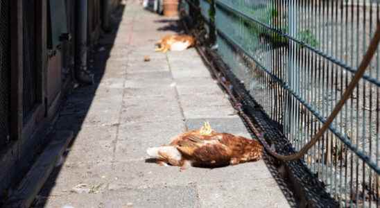 Couple from Baarn loses all their chickens in one night