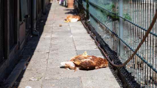 Couple from Baarn loses all their chickens in one night