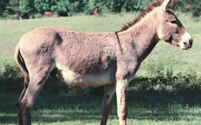 Demands for donkey skin exploded Illegal sales rose on social