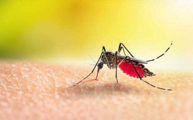 Dengue fever epidemic declared in Ivory Coast What is dengue