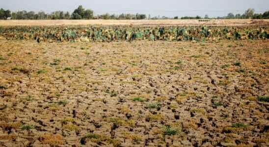 Drought in France 2022 what risk for crops in France