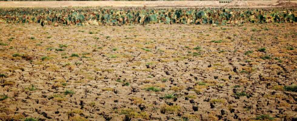 Drought in France 2022 what risk for crops in France