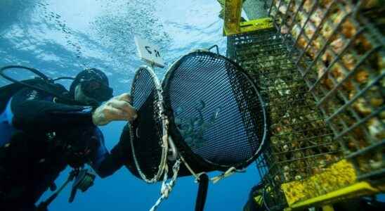 Ecocean the Montpellier company that restores biodiversity in French ports