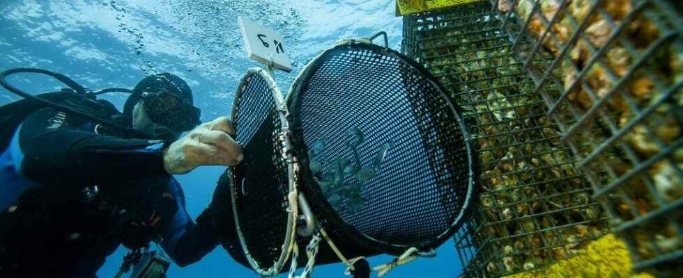 Ecocean the Montpellier company that restores biodiversity in French ports