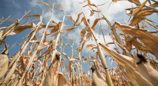 Extreme drought affects three quarters of Europe