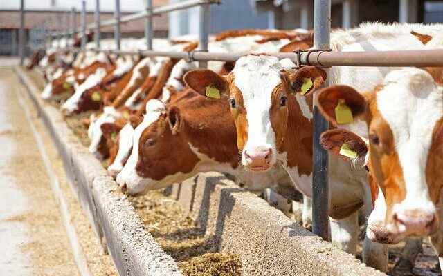 Frightening picture in veal tuberculosis Both in the world and