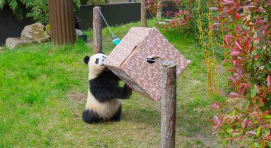 Giant panda Fan Xing blows out 2 candles today