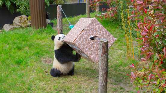 Giant panda Fan Xing blows out 2 candles today