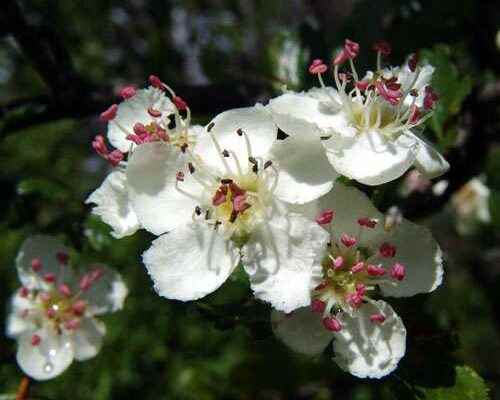 Hawthorn what is it