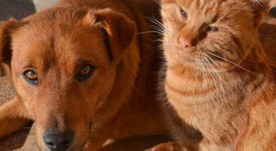 Heat wave how to relieve dogs and cats