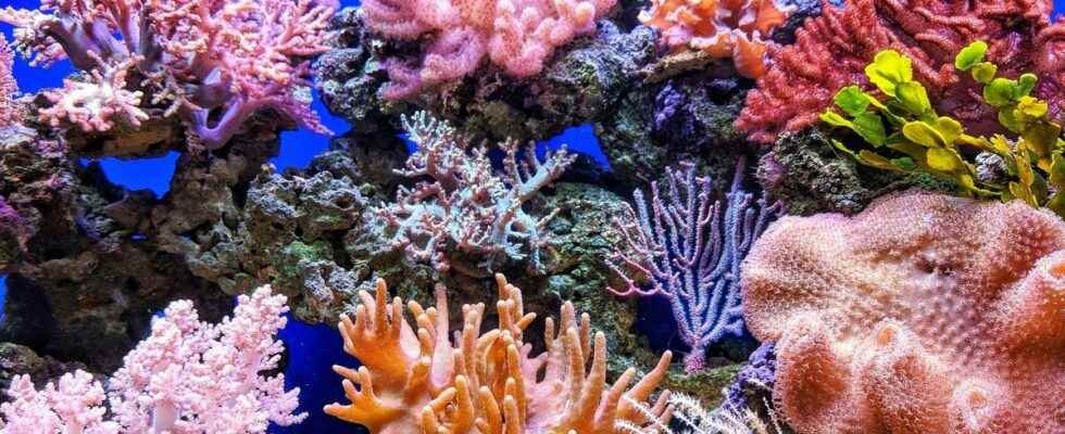 Heres why sunscreen threatens coral