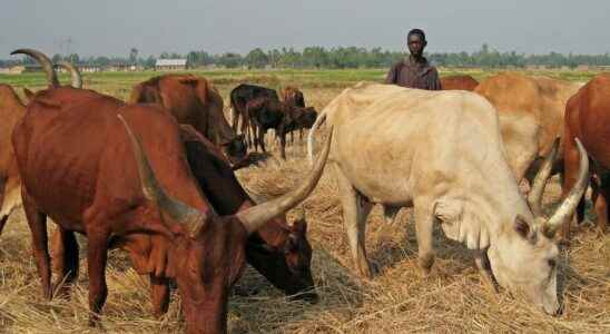 Hit by Rift Valley fever Burundi worries about its livestock