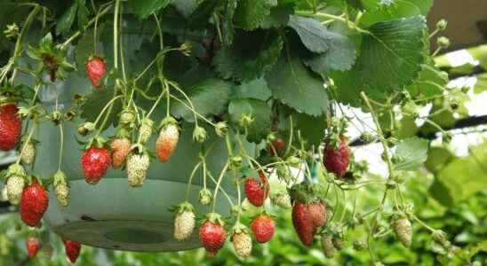 How to grow and maintain strawberries above ground