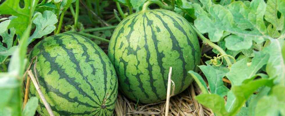 How to successfully grow watermelons