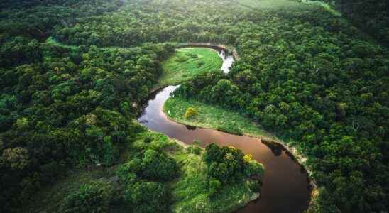 Impressive urban remains discovered in the heart of the Amazon