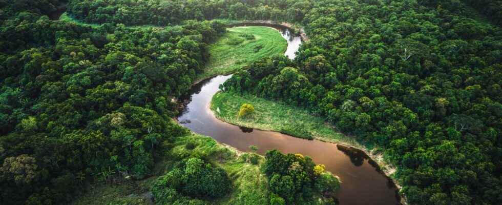 Impressive urban remains in the heart of the Amazon