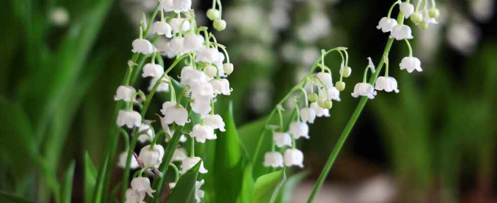 Lily of the valley how to keep it longer