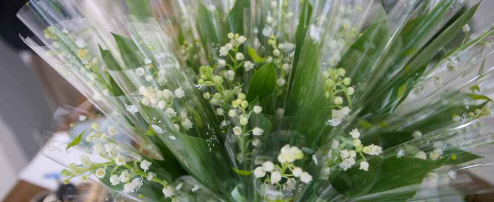 Lily of the valley the lucky charm of May 1