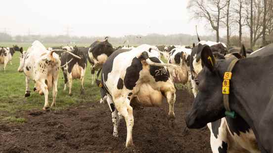 Milk price historically high But its not all net profit