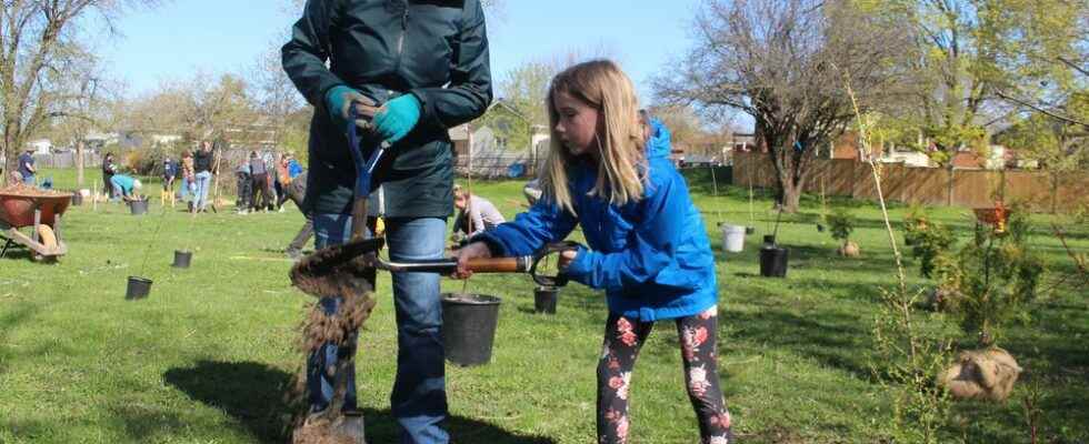 Mini forest planted Saturday in Sarnia park