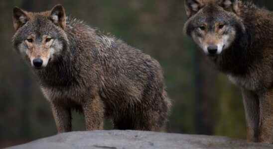 New litter of wolf cubs in Skane