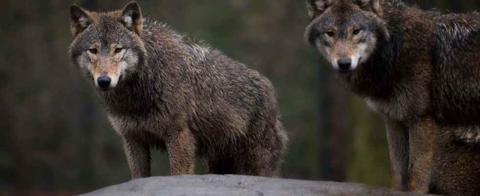 New litter of wolf cubs in Skane