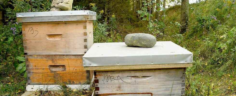 Ontario beekeepers experiencing high losses