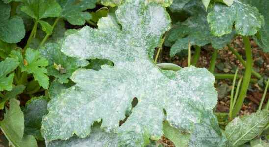 Powdery mildew what is it