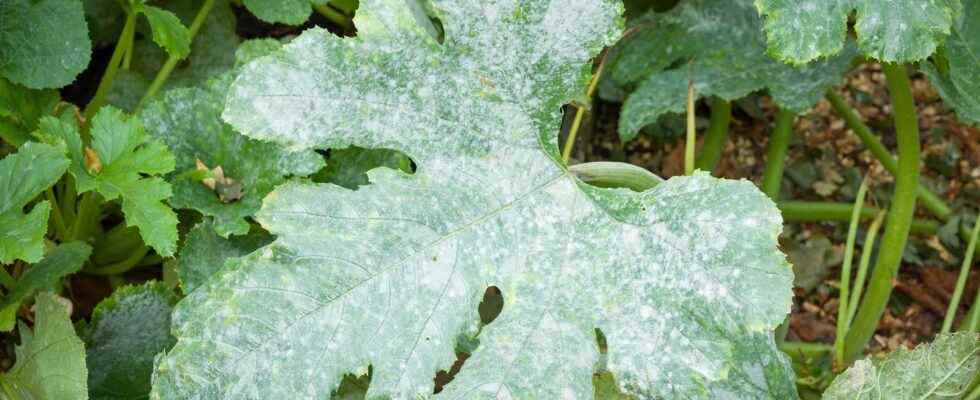 Powdery mildew what is it