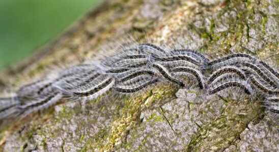 Processionary caterpillar an invasion in Ile de France how to get rid