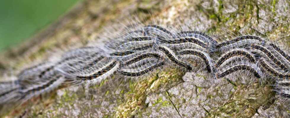 Processionary caterpillar an invasion in Ile de France how to get rid