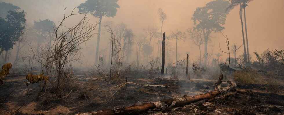 Raging devastation of the Atlantic forest