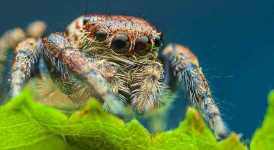 Science beasts whats going on inside a spiders head