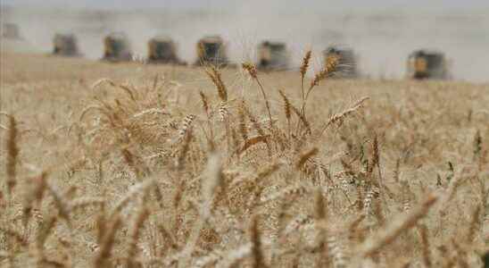 Second in the world They banned the export of wheat