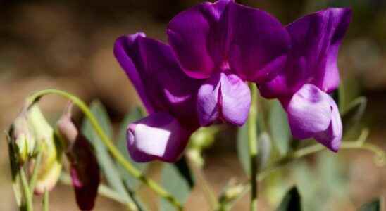 Sweet peas what is it