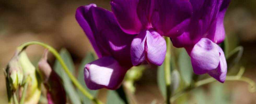 Sweet peas what is it