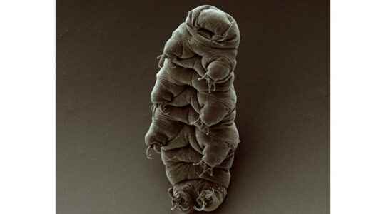 Tardigrades extreme animals