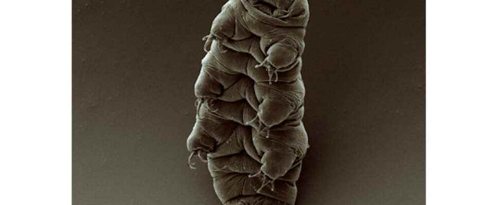 Tardigrades extreme animals